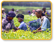 Analysis: SABMiller gives new meaning to home-brewing in Africa Analysis: SABMiller gives new meaning to home-brewing in Africa